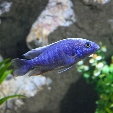 紫色的五行 易養淡水魚